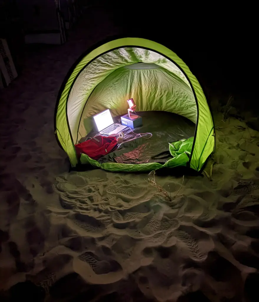 Strandmuschel